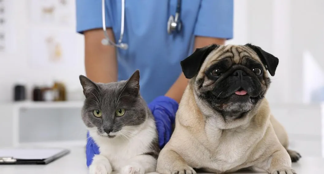 Foto de un perro y un gato en el veterinario, para ilustrar artículo sobre cómo detectar y tratar el acné en gatos y perros.