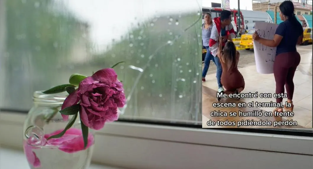 Foto de rosa marchita, a propósito de video de mujer pidiendo perdón de rodillas a su esposo por infidelidad con su hermano