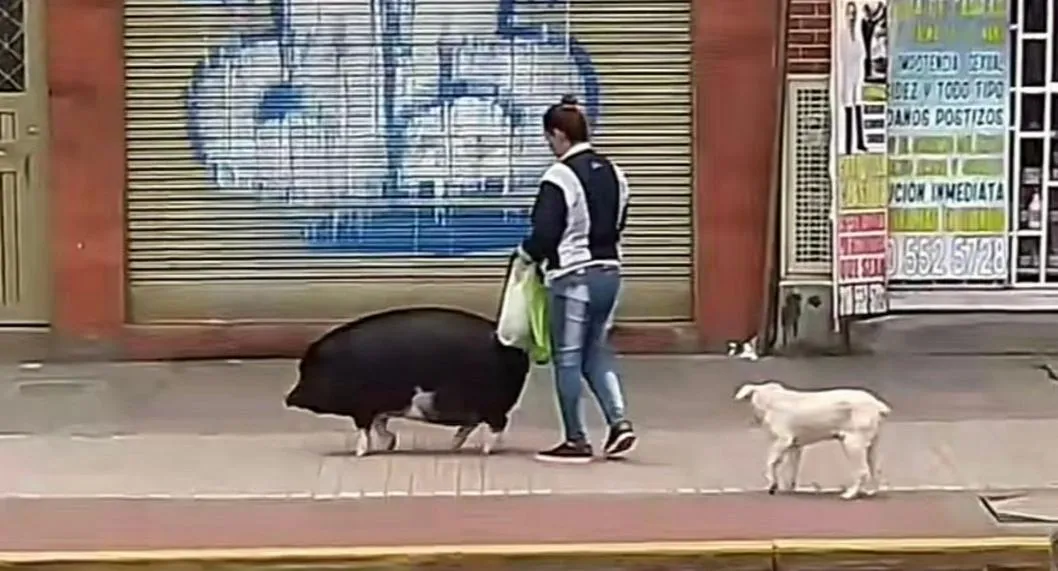 Mujer en Bogotá es captada paseando un cerdo en el 20 de julio.
