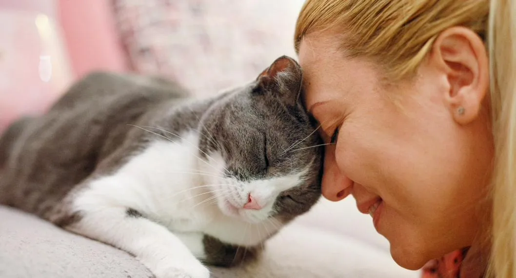 Foto de un gato frotándose con una mujer, a propósito del artículo sobre las 3 formas cómo se comunican los gatos con los humanos 