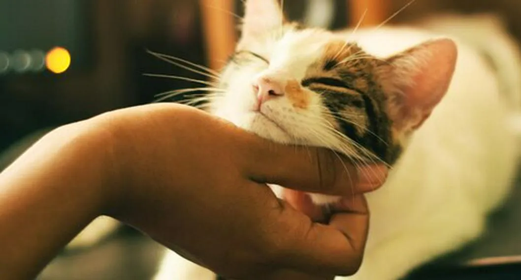 Un gato, a propósito de cuáles son las razas de gatos más cariñosos del mundo