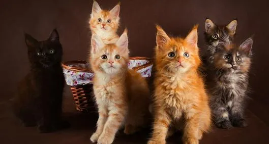image_desktop