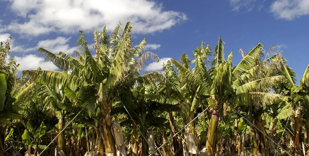 Aumentan casos de enfermedad que afecta cultivos de plátano y banano en Quindío