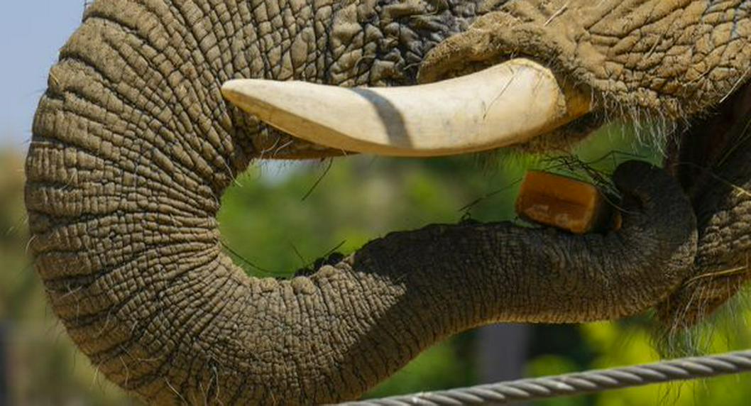 Elefanta aprendió a pelar bananos viendo a sus cuidadores