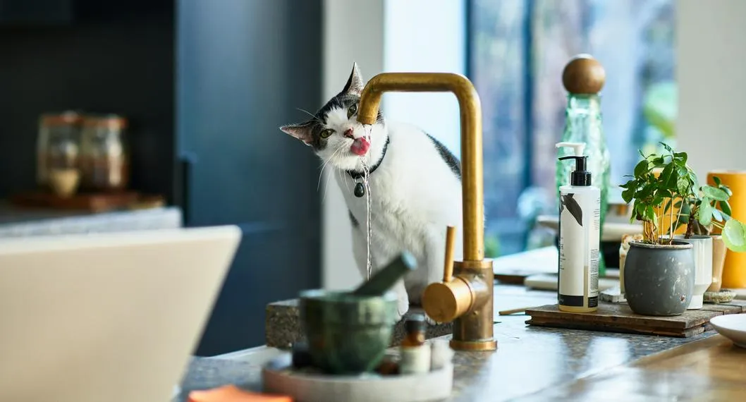 Mascota a propósito de cuánto tiempo puedo dejar solo a mi gato.