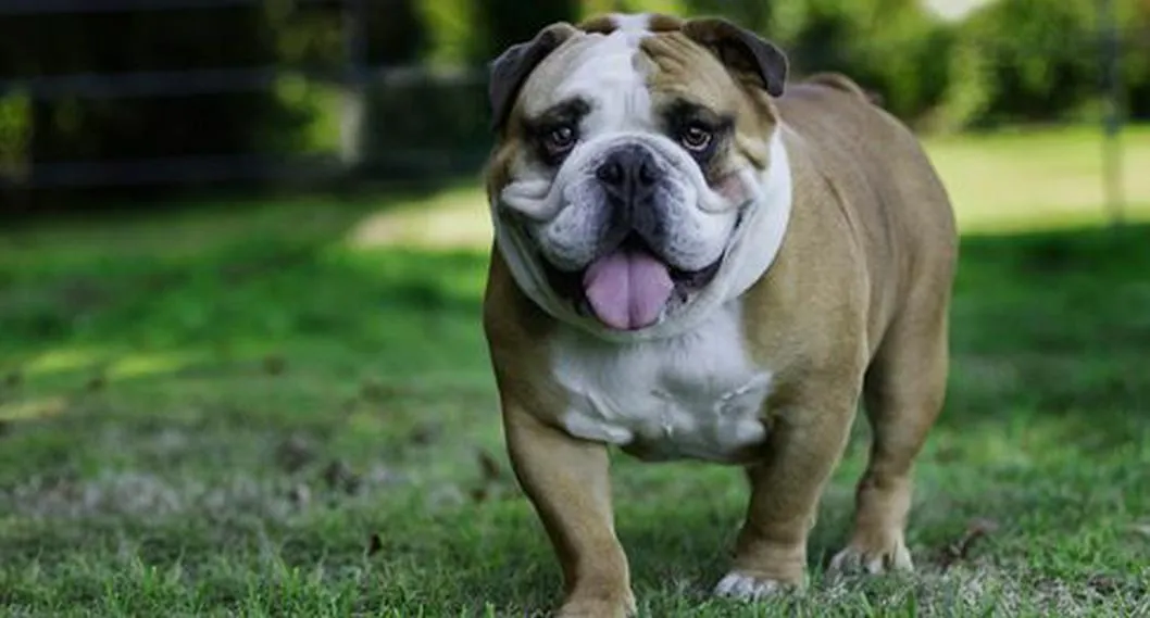 Bulldog inglés: características y personalidad de esta raza de perros