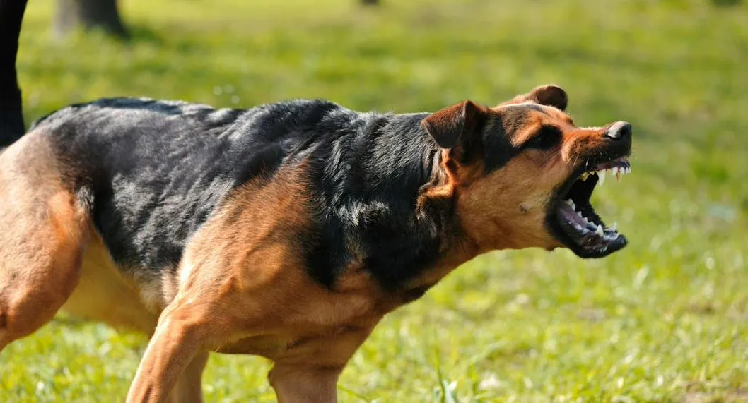 Perro agresivo ladrando ilustra nota sobre perros ferales, qué son y cómo lidiar con ellos.