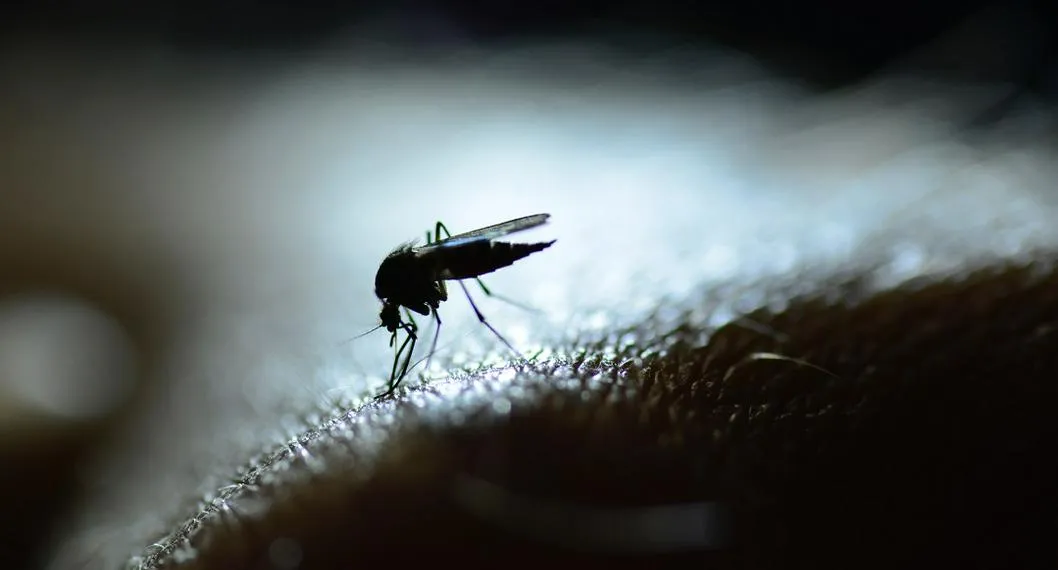 Mosquito. En relación con los casos de dengue y zika. 