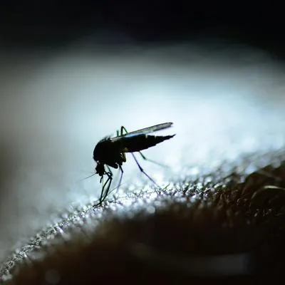 Mosquito. En relación con los casos de dengue y zika. 