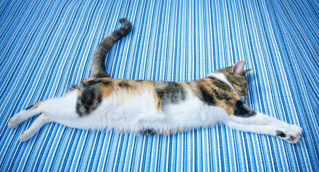 ¿Por qué los gatos mueven la cola? Esto es lo que te quiere transmitir