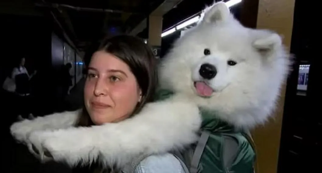 Joven carga a su perro en el metro de Nueva York para poder llevarlo, pero pesa 25 kilos. 