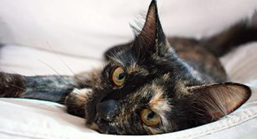 Gato. En relación con los miedos más comunes de los felinos.