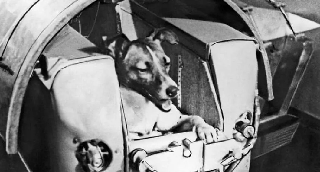 Perra Laika. La primera en ir al espacio. En relación con los animales famosos en la historia del mundo.