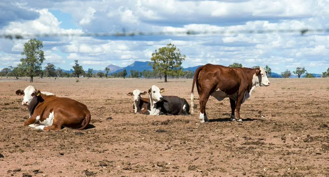 Animales en medio de la sequía a propósito del fenómeno del niño en Estados Unidos.