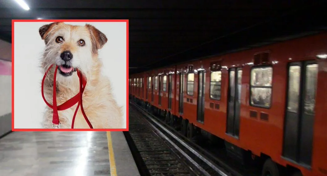 Foto de Metro de CDMX a propósito de campaña de adopción de perros abandonados y cómo adoptarlos