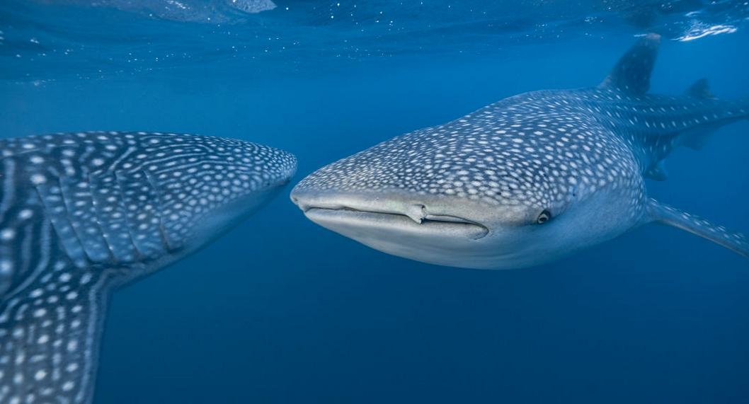 En Buenaventura liberan a tiburón ballena, pescado por accidente en el Pacífico