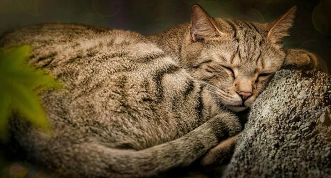 5 razas de gatos tranquilas: Birmano, Ragdoll, Americano de pelo corto y otros