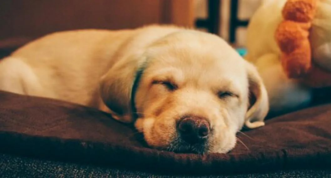 Perro durmiendo, ahora que se conocen cuáles son las razas de perros que más duermen.