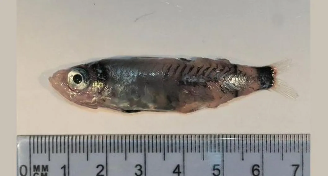 Encuentran una nueva especie de pez en las profundidades del mar