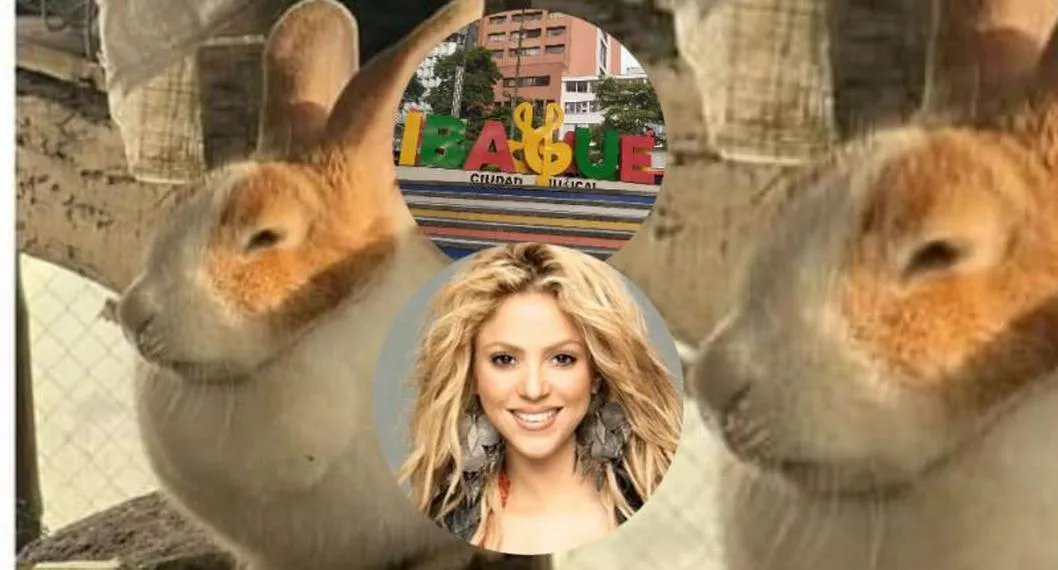 Shakira fue robada: buscan a mascota en Ibagué y ofrecen recompensa