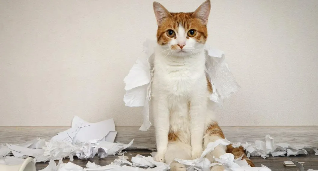 Foto de un gato que rompió papeles, para ilustrar artículo sobre las razones por las que desordenan la casa.