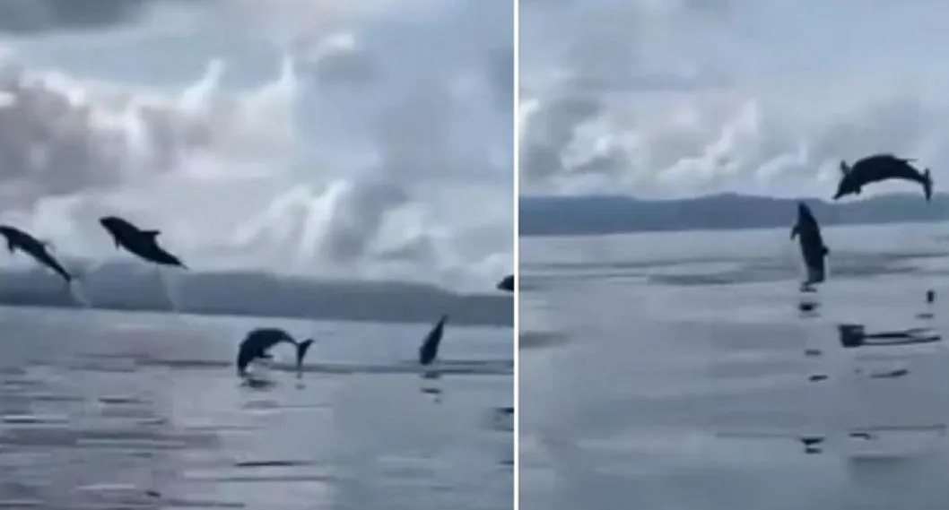 Delfines sorprendieron a varios turistas saltando en el mar (video)