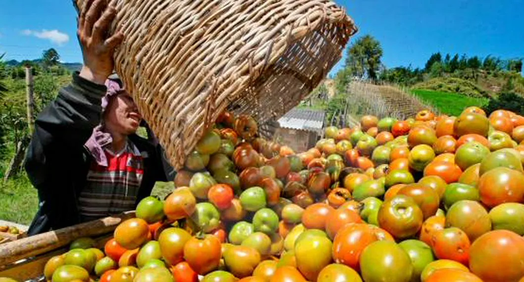 Minagricultura activa compra pública de alimentos a pequeños productores