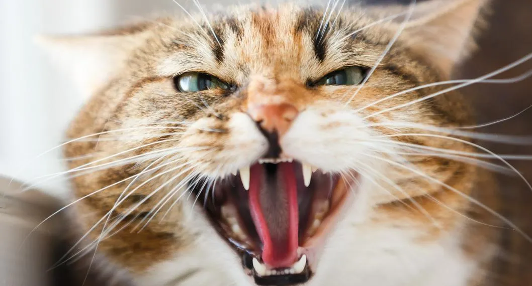 Foto de un gato enojado para ilustrar artículo sobre los síntomas y causas del estrés en gatos. 
