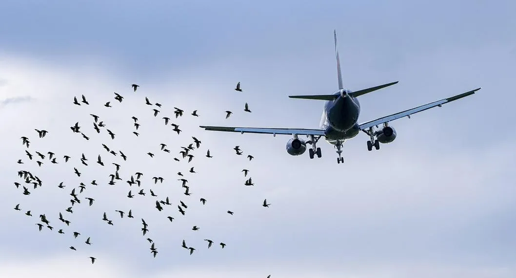 En Colombia hay alerta por el aumento de aves que están chocando contra los aviones. La situación puede llevar a reprogamar el vuelo.