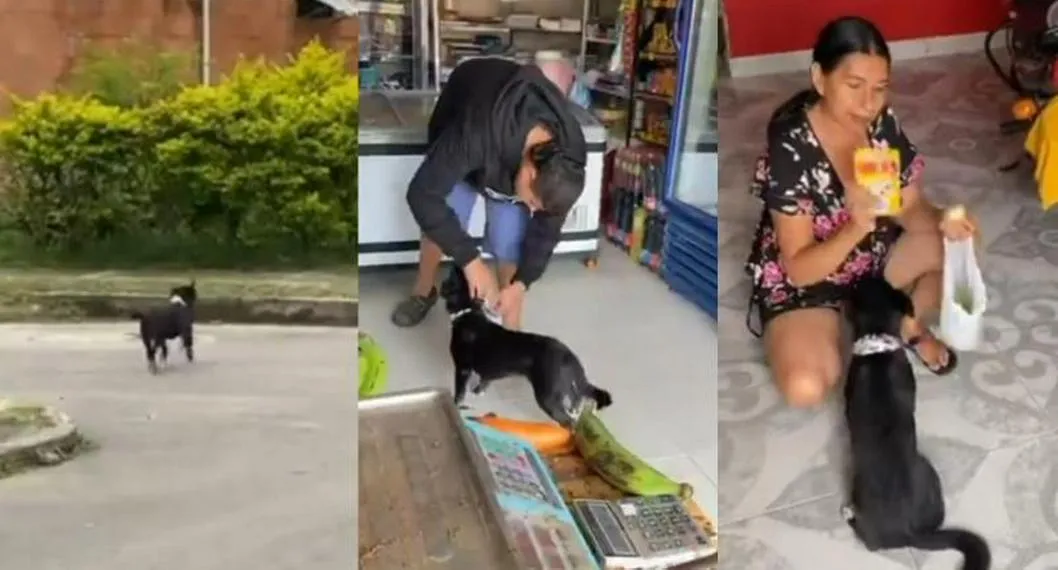 Se hizo viral un video en el que un perro rescatado de la calle va a la tienda, hace mandados y se regresa solo.