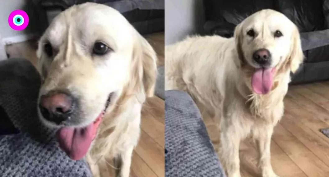 Un perro en Irlanda se hizo viral por caminar durante 27 días para regresar con las personas que lo abandonaron en un refugio de animales.