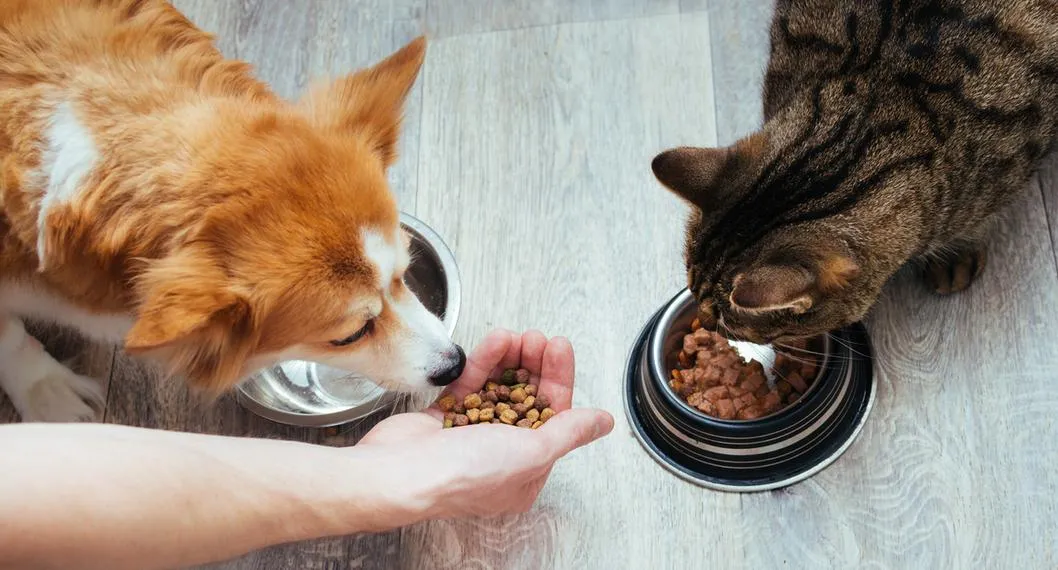 Foto de un perro y un gato comiendo, a propósito de cuál es la comida adecuada para las mascotas