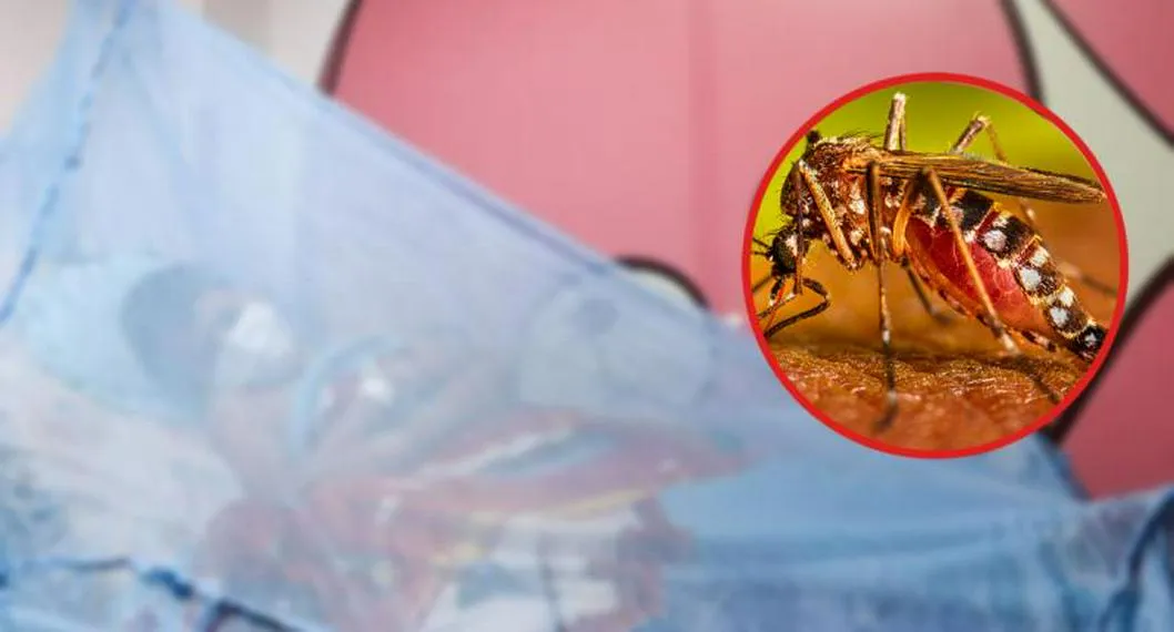 Casos de dengue en Tolima: menor de 15 años muió en San Luis
