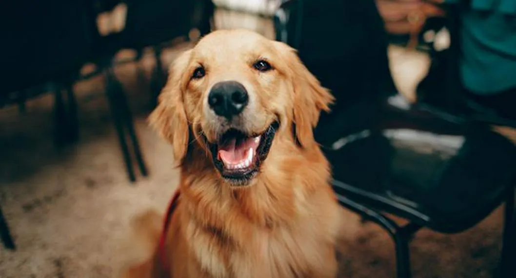 Foto de un perro Golden Retriever, a propósito de cuáles son las razas más tranquilas y obedientes.