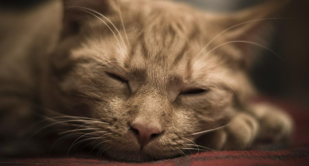 Gatos que tienen el pelaje naranja: cinco razas y sus cuidados