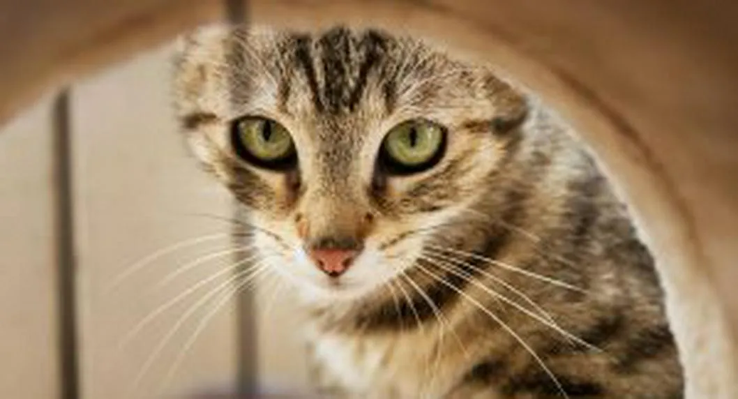 Foto de un gato a proposito de que sufren de ansiedad