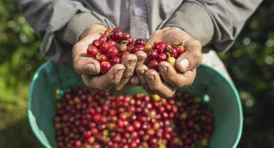 Café en Colombia bajó en producción por temporada de lluvias