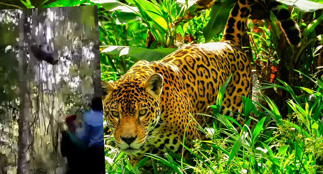 En redes sociales está circulando un fuerte video de unos hombres asesinando a un jaguar, que se escondía en lo más alto de un árbol.