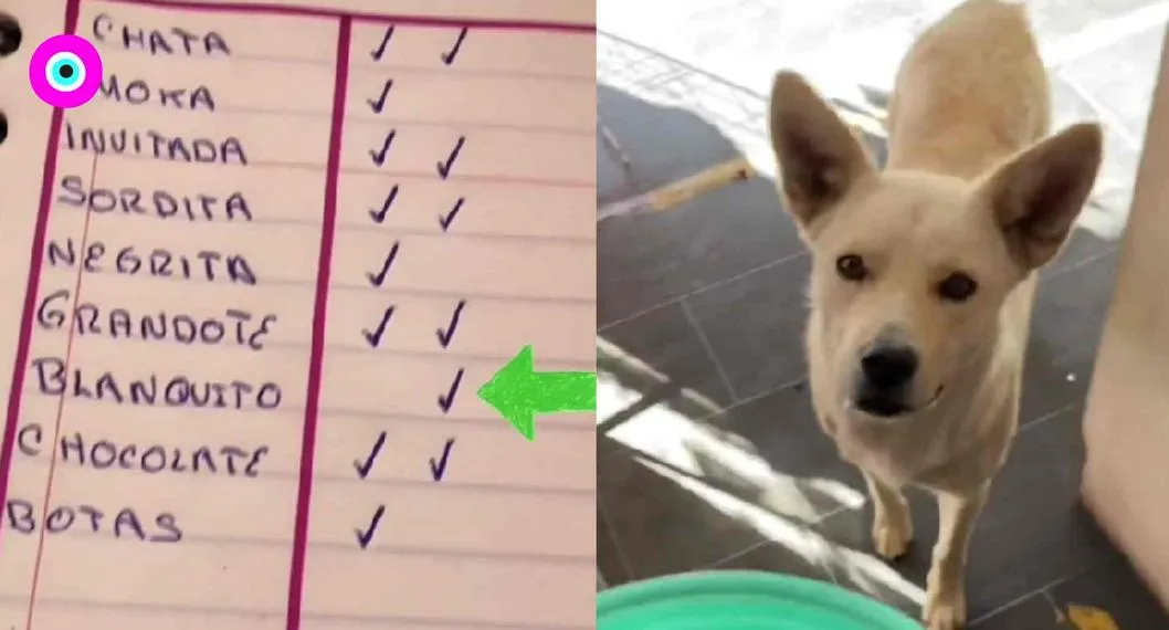 Mujer le da de comer a perros de la calle y los llama con una lista, como una profesora a sus alumnos. Su labor es aplaudida en redes sociales.