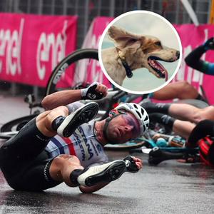 Fotos de caída en la carrera italiana y de perro, en galería de fotos de Giro de Italia: etapa 5 tuvo caídas, perro y Fernando Gaviria afectado
