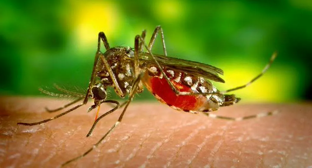 Por qué el jabón podría hacer a los humanos más atractivos para los mosquitos