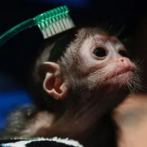 Fotos de cría en zoológico de capital vallecaucana, en nota de fotos en Cali de mono araña rescatada en caso conmovedor por rechazo de su madre.