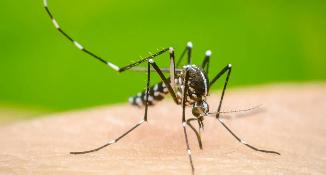 Mosquito, En relación de casos de dengue.