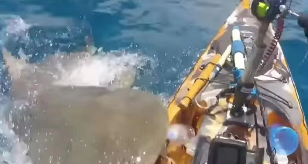Un pescador en Hawái fue atacado por un tiburón tigre mientras estaba en su kayak y se dio cuenta después por un video