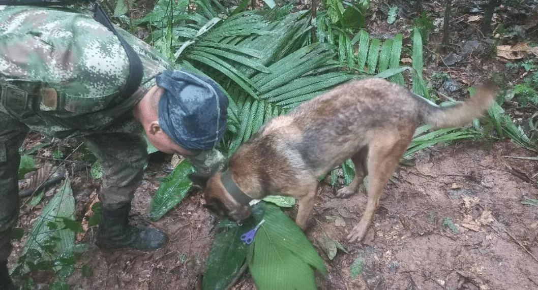 Encontraron niños de la avioneta que cayó en la selva de Caquetá. Ulises es un perro de las Fuerzas Militares, que fue importante para el rescate.
