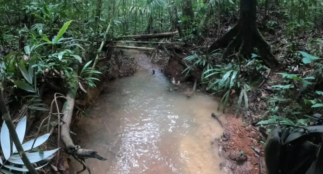 [Fotos] Huellas encontradas en selva del Guaviare llenan de esperanza en búsqueda de niños