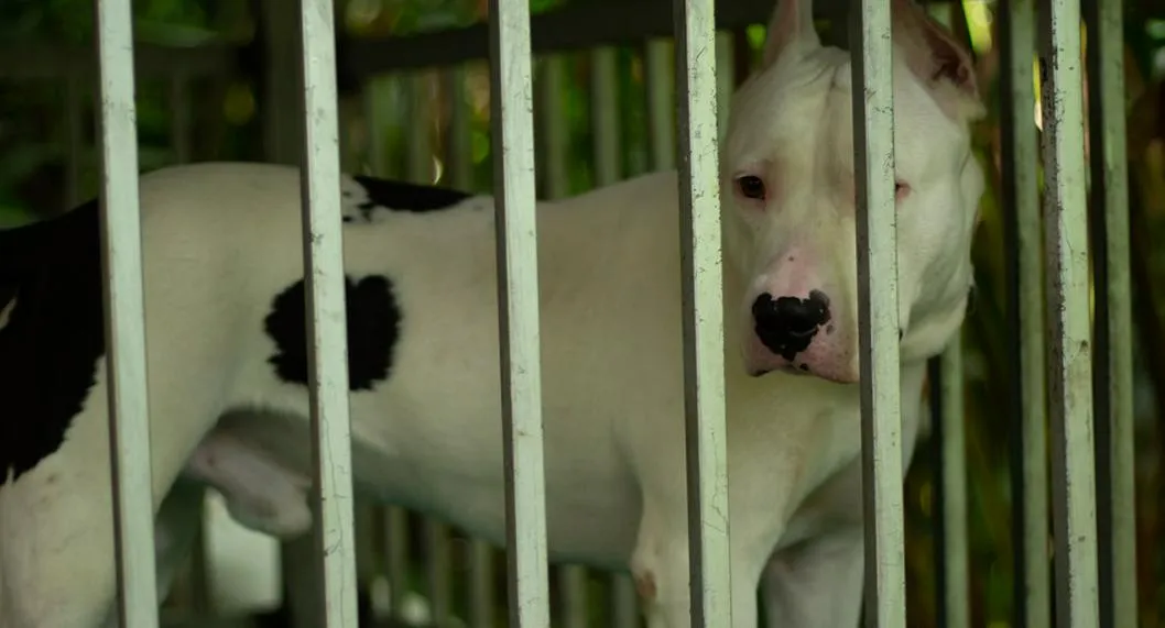 Capturaron al dueño de los cuatro perros pitbulls que acabaron con la vida de un niño de 4 años en Bucaramanga y se le iría bien hondo.