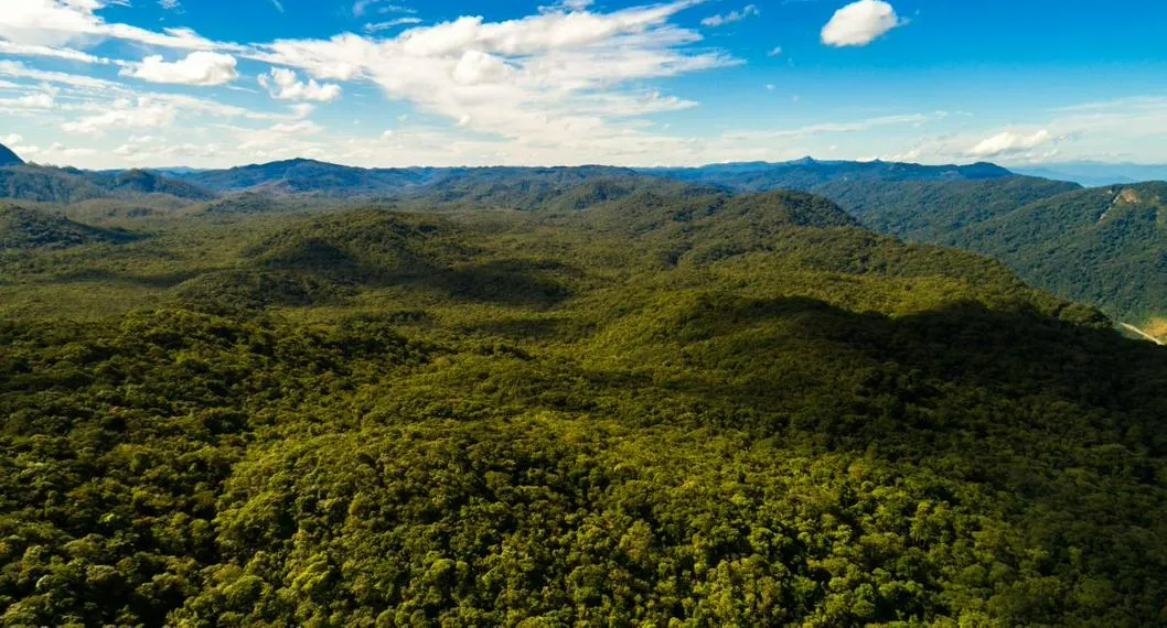 Foto de selva a propósito de búsqueda de niños en el Guaviare