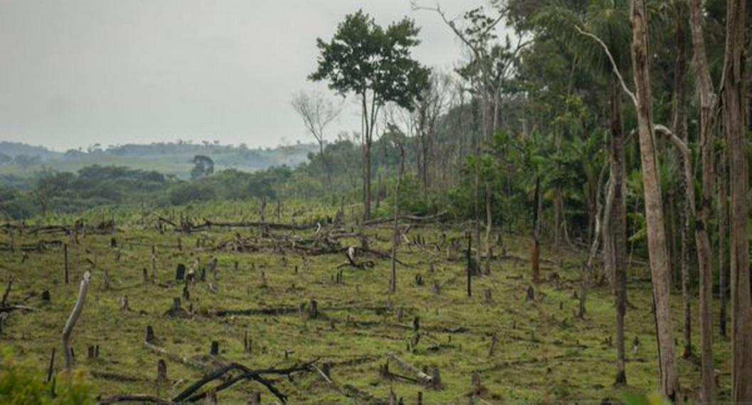 Reino Unido anuncia $13 millones de libras para combatir deforestación en Colombia