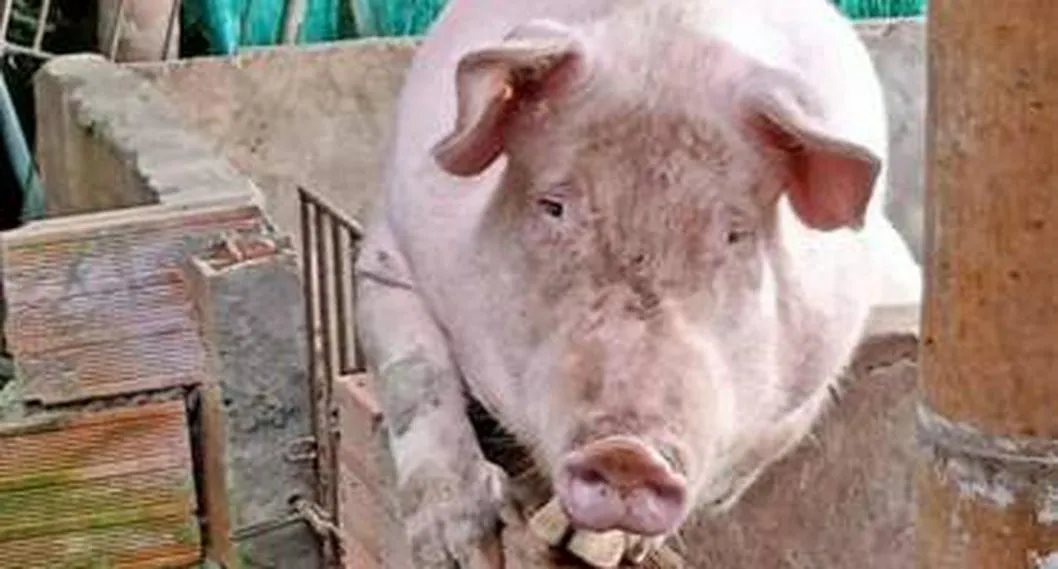 Ladrones robaron cerdos de finca en Calarcá, Quindío. Se los llevaron en un Renault 4